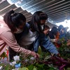 TP.HCM: Phiên chợ xanh 0 đồng lan tỏa thú vui trồng cây