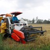 Đề xuất mới: Người không trực tiếp canh tác vẫn được nhận chuyển nhượng đất trồng lúa
