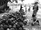 Người nông dân cô đơn trên mảnh ruộng