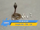 Video: Bạn đã bao giờ thấy rắn hổ mang đẻ trứng giữa đường?