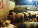 Thêm vụ heo bị bơm nước, tiêm an thần trước khi mổ