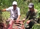 Một con bò tót bị giết lấy thịt tại Vườn quốc gia Cát Tiên