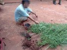 Đồng Nai: Trồng cần sa để cho gia cầm ăn