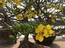Hoa kiểng phập phồng ngày giáp tết