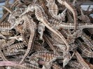 Ăn gì để bổ thận tráng dương?