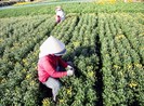 Làng hoa cúc vàng Mỹ Bình hối hả vào vụ Tết