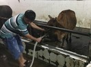 Bắt cơ sở bơm nước vào trâu bò trước khi giết mổ