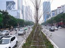 Thay thế toàn bộ cây phong lá đỏ trên đường Nguyễn Chí Thanh