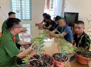 Công an cảnh báo nguy cơ 'sập bẫy' hoa lan đột biến gen