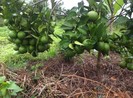 Hành trình trồng cam sạch của cô gái xứ Nghệ