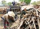 Mót củi ở Sài Gòn