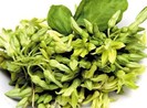 Hoa thiên lý chữa được nhiều bệnh lý