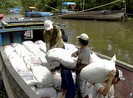 Tranh nhau mua lúa gạo