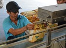 Hạt gạo Việt Nam bị chê