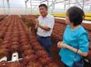 Bà Phong Lan tìm rau sạch cho dân