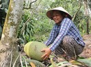 Trộm ‘canh’ vườn mít Thái