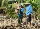 Chuối ế, mía ế, U Minh Thượng lo mất Tết