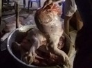 Đột nhập lò mổ heo lậu trong đợt dịch tả heo