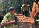 Gỗ khủng ở rừng đặc dụng: Công an, kiểm lâm vào cuộc