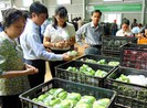 Rau, cá trong chuỗi thực phẩm an toàn cũng dính hoạt chất