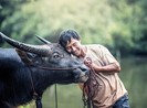 Năm Tân Sửu kể nhau nghe sự tích loài trâu