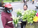 Video: Ngắm hoa tháng Tư trên phố phường Hà Nội