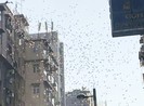 Bị bắt vì rải 'mưa tiền' từ cửa sổ tầng 30 xuống đường