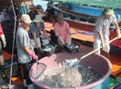Gần 18.000 lao động xuất ngoại sau sự cố Formosa