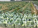Tổng cục Đường bộ yêu cầu gỡ khó cho xe chở hàng vào Hải Phòng
