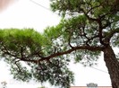Vạn tùng Côn Sơn Kiếp Bạc giá ngàn đô đẹp cỡ nào?
