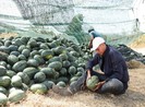 Nước mắt dưa hấu mùa Tết