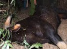 Đề nghị làm tiêu bản bò tót chết tại khu bảo tồn ở Đồng Nai