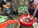 Trung Quốc siết buôn bán động vật hoang dã, ngăn virus Corona