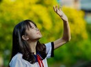 Bộ ảnh: Huỳnh liên nở rợp trên đường phố Sài Gòn
