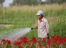 Ảnh: Ngắm làng hoa Sài Gòn cận tết Tân Sửu