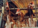Nga phát hiện ca nhiễm cúm gia cầm H5N8 đầu tiên ở người