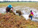 Hậu Giang: Sạt lở, dông lốc gây thiệt hại hơn 7 tỉ