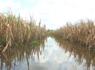 Hậu Giang: Không còn là cây chủ lực, 5.000 ha mía sẽ ra sao?