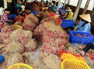 Sóc Trăng vận động giải cứu 50.000 tấn hành tím cho nông dân