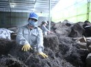 1.000 tấn thạch đen đầu tiên bán chính ngạch sang Trung Quốc