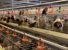 Gà thải siêu rẻ 10.000 đồng Trung Quốc 'chạy' vào Việt Nam