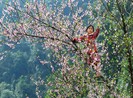 Sơn La kiến nghị Thủ tướng cho truy xuất nguồn gốc cây đào