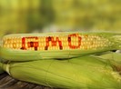 3 bộ vào cuộc trước lo ngại thực phẩm biến đổi gen ở Hưng Yên