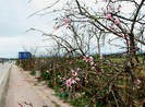 Yêu cầu nghiên cứu kỹ việc truy xuất nguồn gốc cây đào