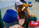 Ngư dân Đà Nẵng ra biển xúc ruốc kiếm tiền triệu mỗi ngày