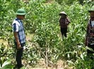 Xác định nghi can chặt hơn 3.100 cây keo của dân