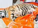 1 con hổ bị chích điện chết ở nhà dân: Chủ nhà khai gì?
