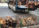 Công an thông báo người dân nào bị mất chó đến nhận về