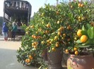 Đã bắt 3 người đòi 'thu tiền bảo kê' bán quất, đào Tết