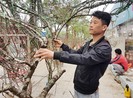 Đào tết tăng giá vì đẹp, khan hiếm
